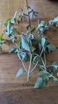 Live Wild Mint Rocky Mountains 7200 Ft. Powerful Aroma. Harvest After Order.. Fixed Price $65.00.